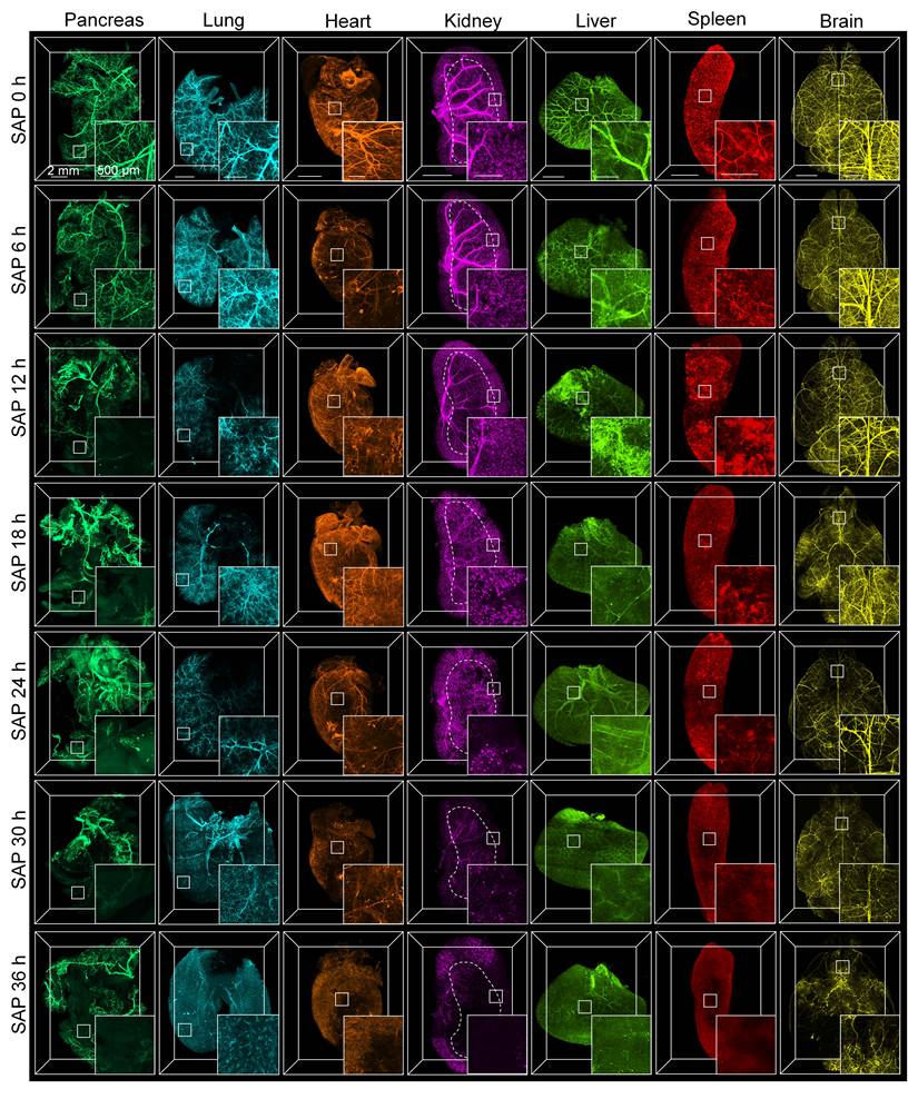 Theranostics Image