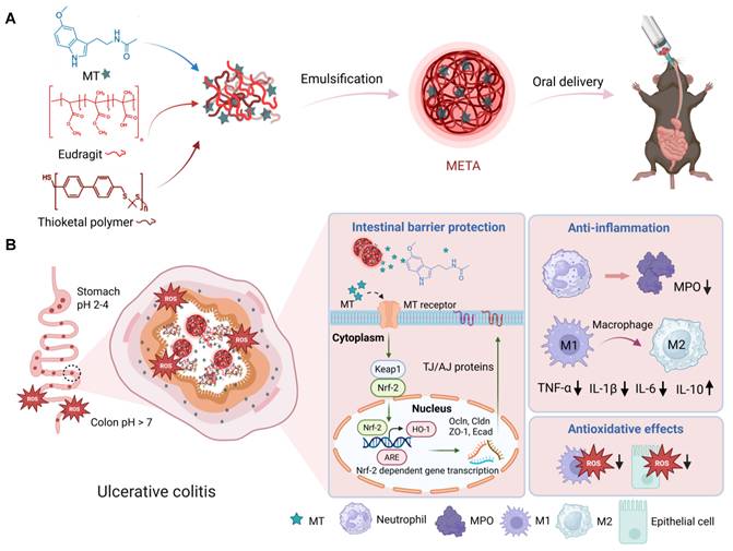 Theranostics Image