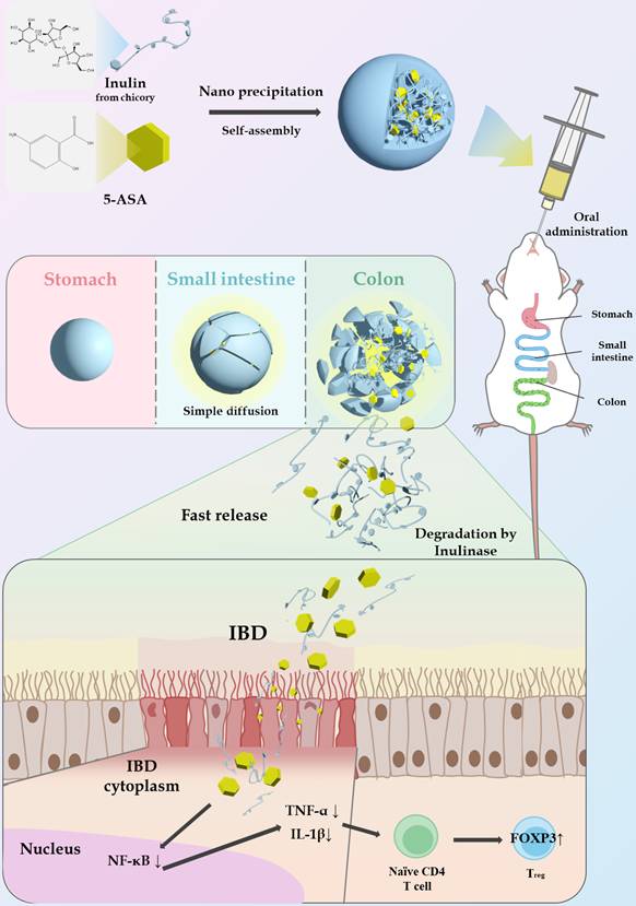Theranostics Image