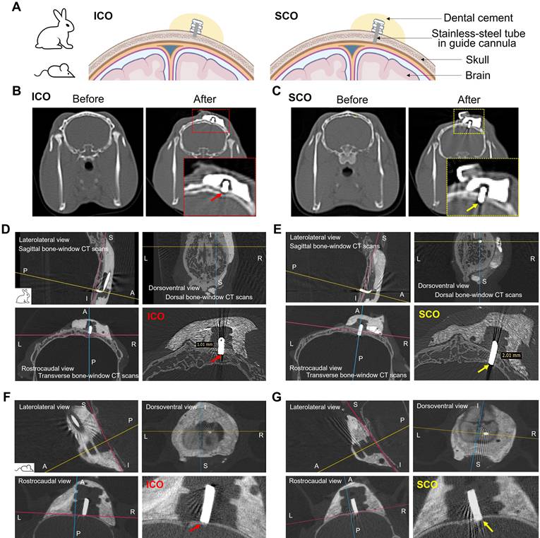 Theranostics Image