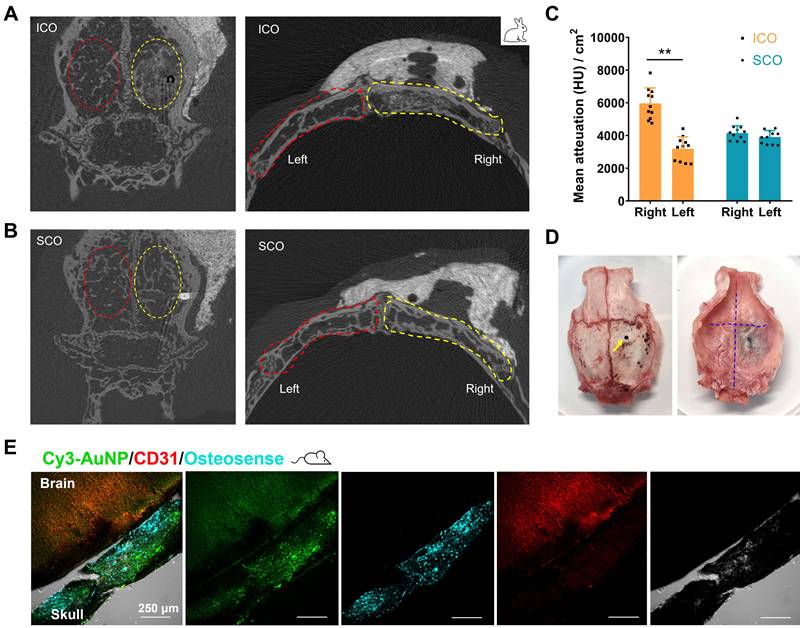 Theranostics Image