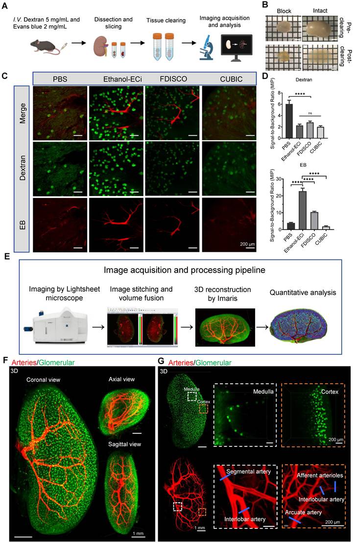 Theranostics Image