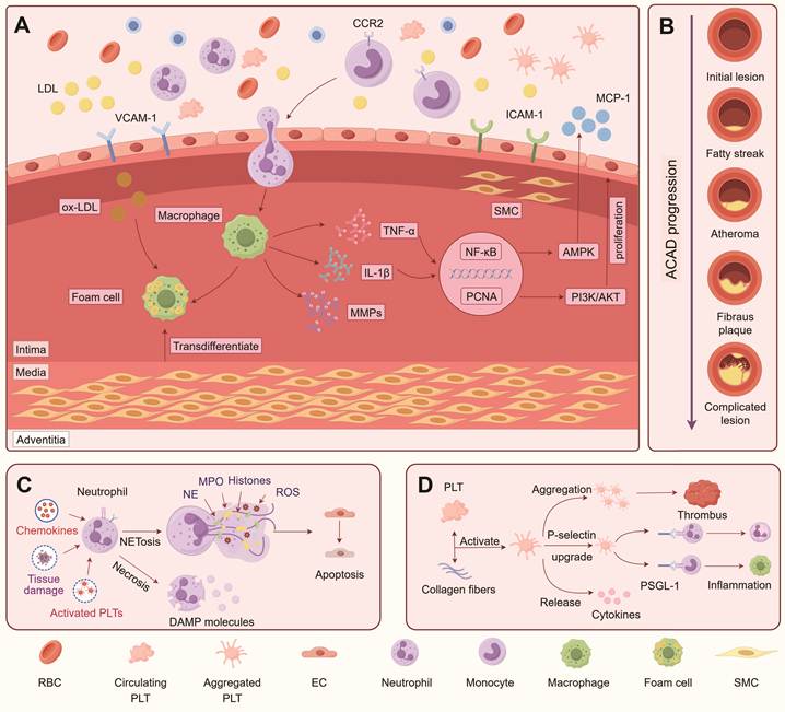 Theranostics Image