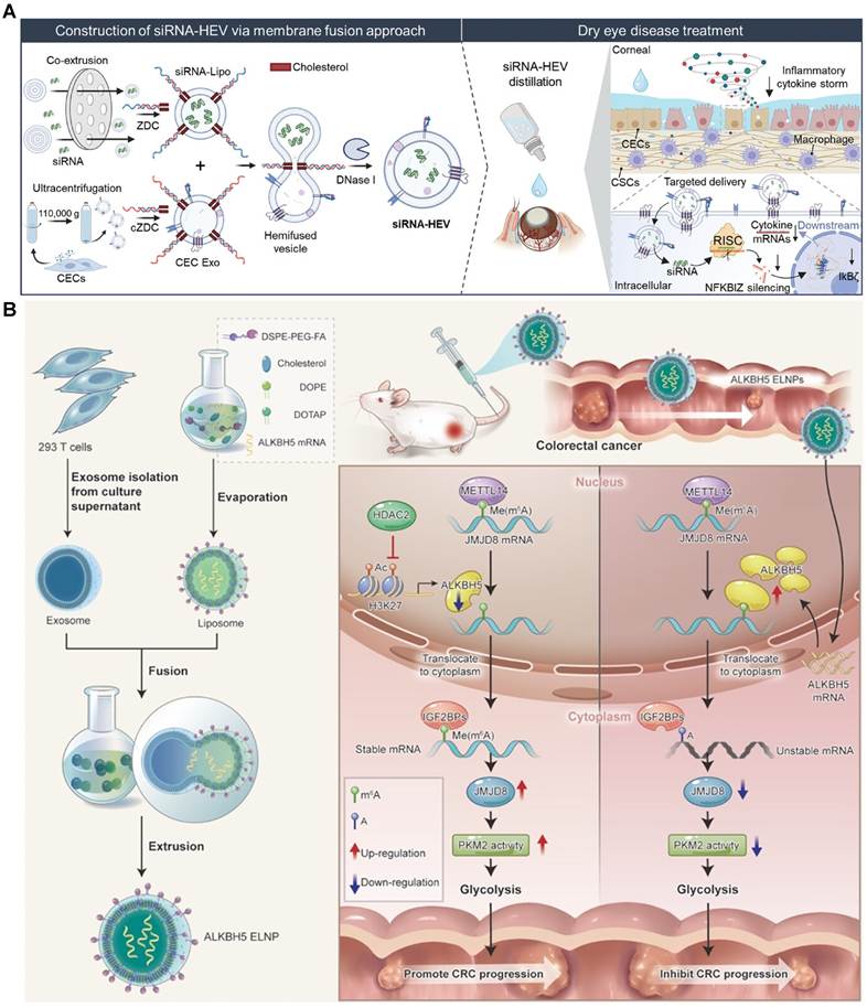Theranostics Image
