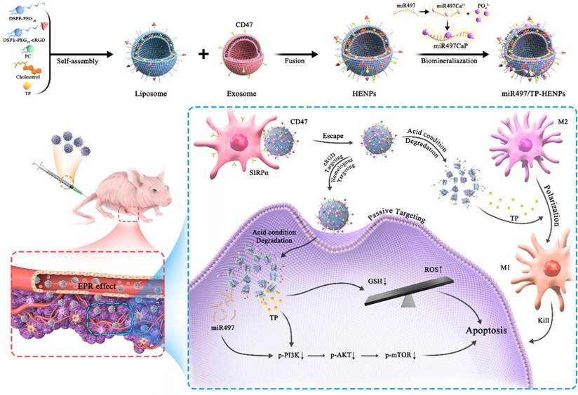 Theranostics Image
