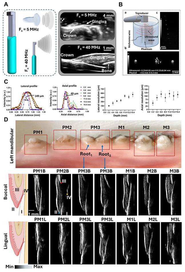 Theranostics Image