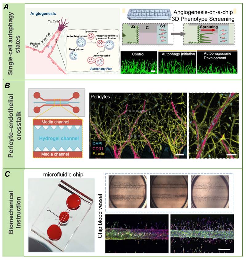 Theranostics Image