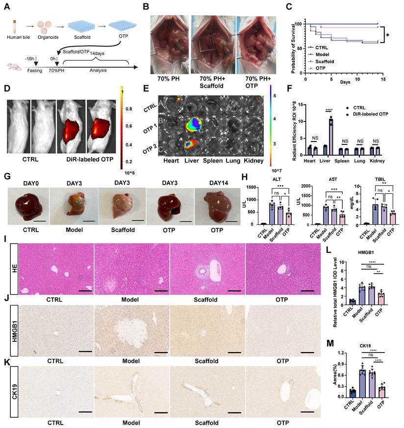 Theranostics Image