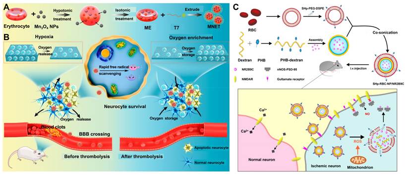 Theranostics Image