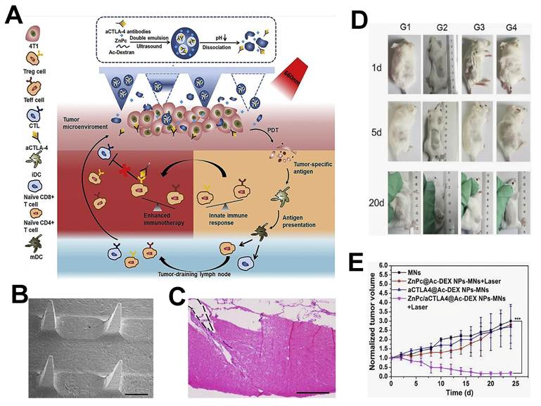 Theranostics Image