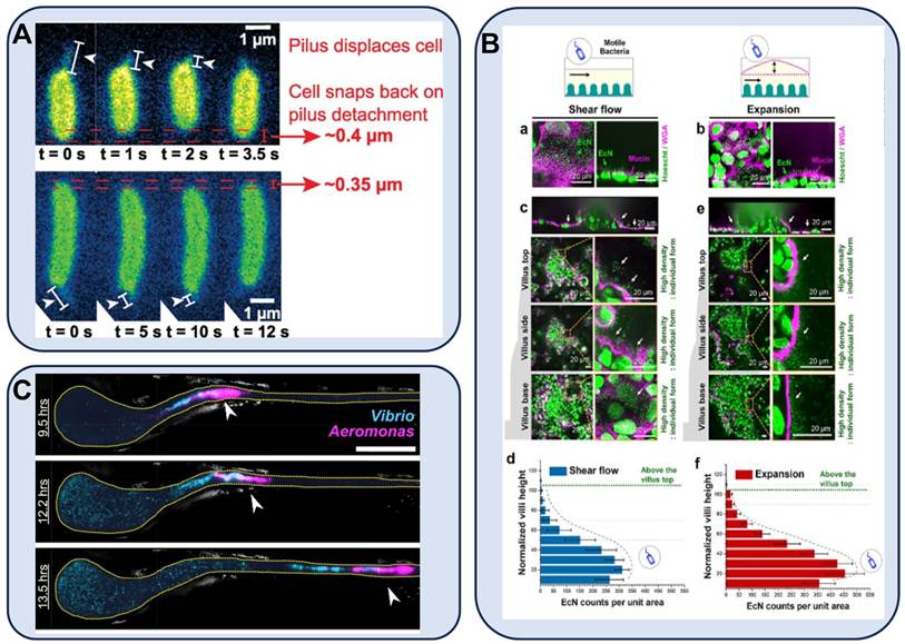 Theranostics Image